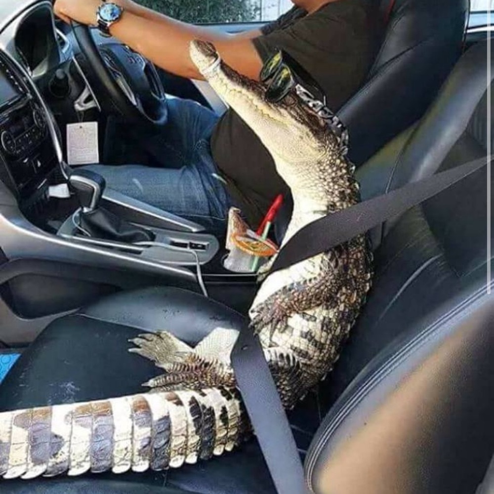 Meet your Posher, Art